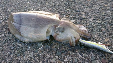 やっぱなんか渋いw